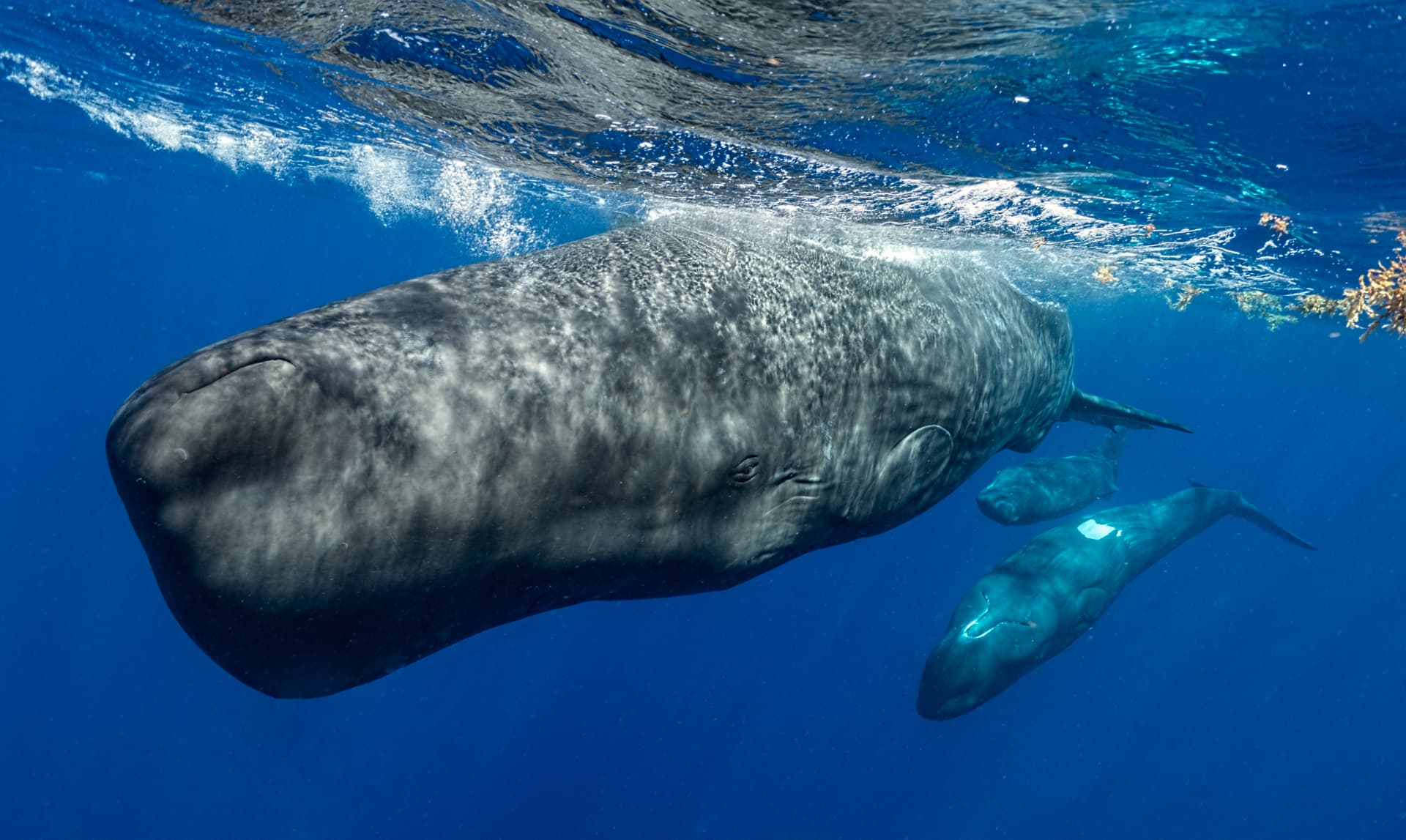 Three sperm whales swimming just beneath the ocean surface, the largest in the foreground